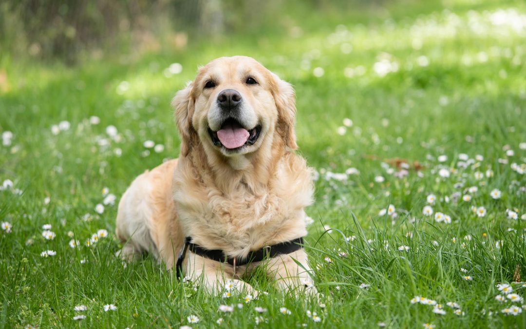 Comment soigner ses animaux naturellement avec les huiles essentielles ?