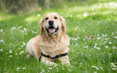 Comment soigner ses animaux naturellement avec les huiles essentielles ?