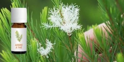 Huile essentielle de Tea Tree : vertus et utilisations